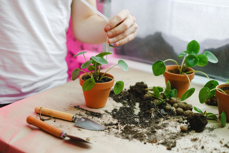 How to Water Your Potted Plants Correctly: A Complete Guide to Avoiding Overwatering and Underwatering