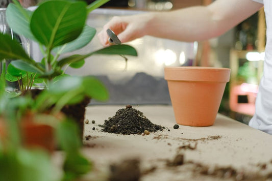Essential Fertilizing Tools: A Practical Guide to Feeding Your Plants Right