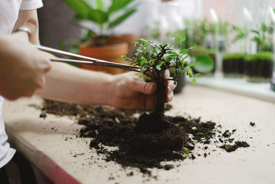 The Essential Indoor Bonsai Tool System: What Most Guides Leave Out
