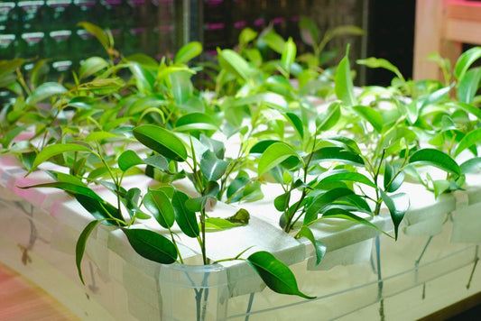Ultimate Budget Propagation System: How to Multiply Plants Without Breaking the Bank