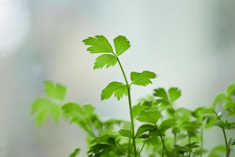 How to Store Fresh Herbs to Keep Them Vibrant for Weeks