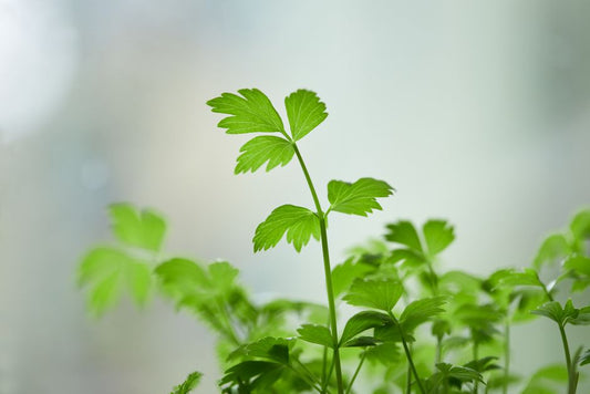 How to Store Fresh Herbs to Keep Them Vibrant for Weeks