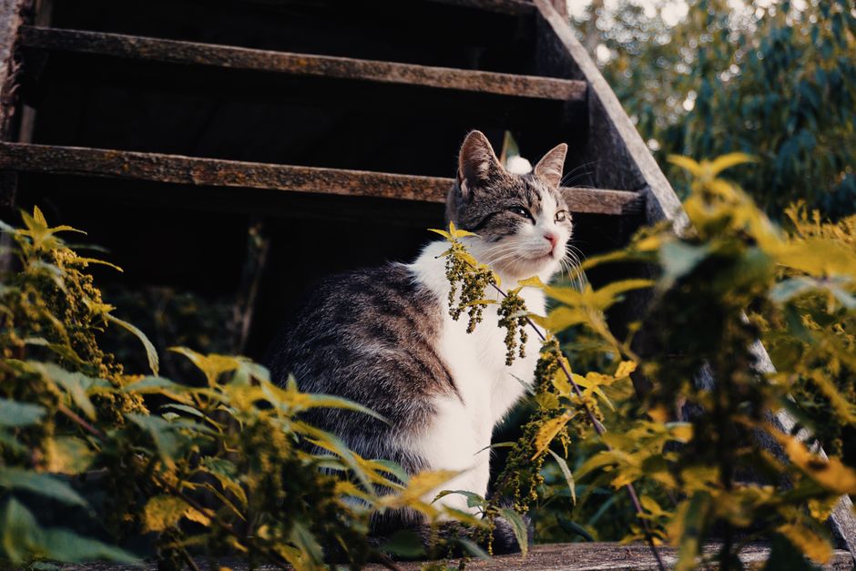 How to Keep Your Outdoor Cat Safe: A Step-by-Step Guide