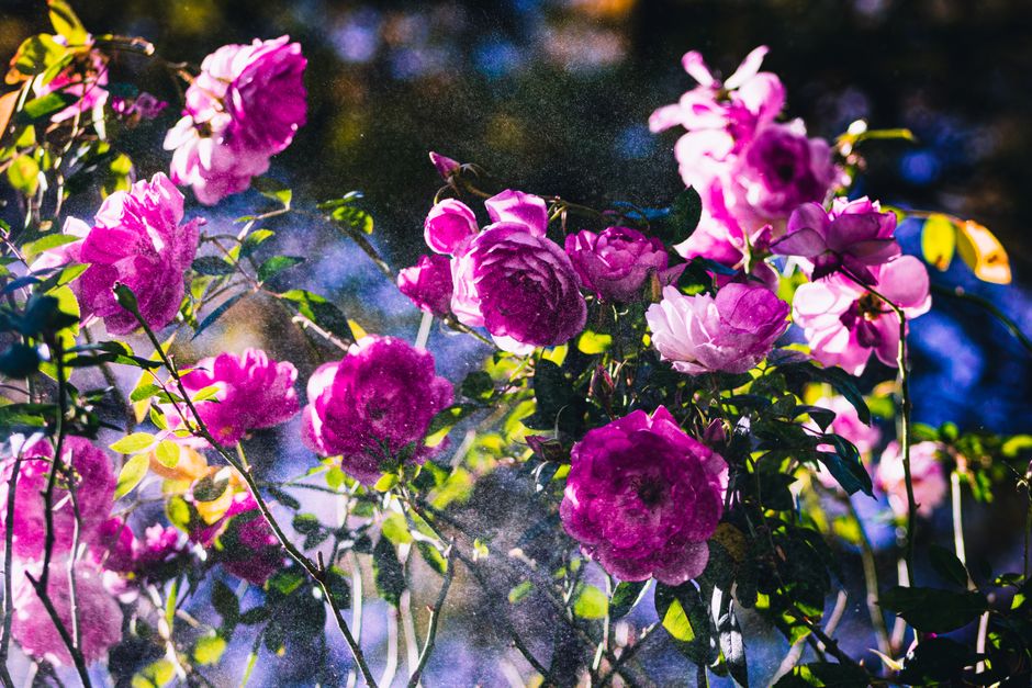 Why Deadheading Matters More Than the Watering Schedule