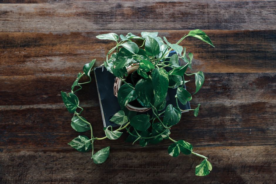 How to Save a Pothos with Yellow Leaves from Root Rot