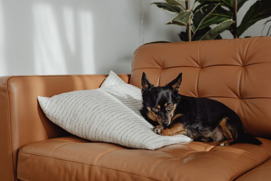 The Complete Guide to Managing Pet Allergies in Small Apartments