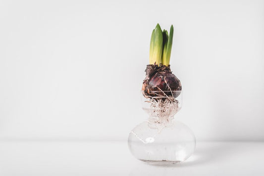 Why Hydroponic Roots Need Drainage: Air-Filled Pore Space Between Flooding Cycles