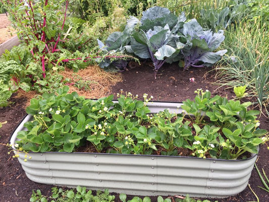 Building a Raised Garden Bed: What It Really Costs to DIY vs. Buy a Kit
