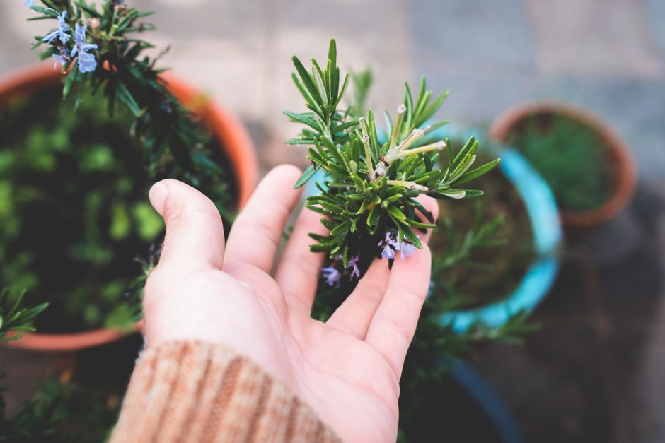 Growing a Fragrant Herb Garden on a Small Patio: Matching Plants to Space