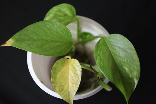 How to Revive a Pothos with Yellow Leaves: Step-by-Step Guide for Indoor Plant Lovers