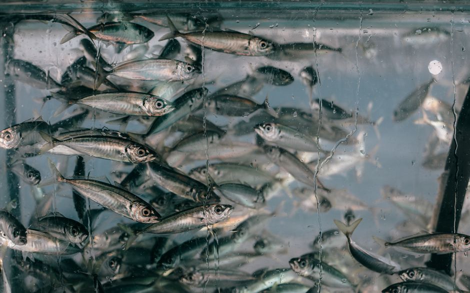 Why Clear Aquarium Water Can Still Be Unsafe