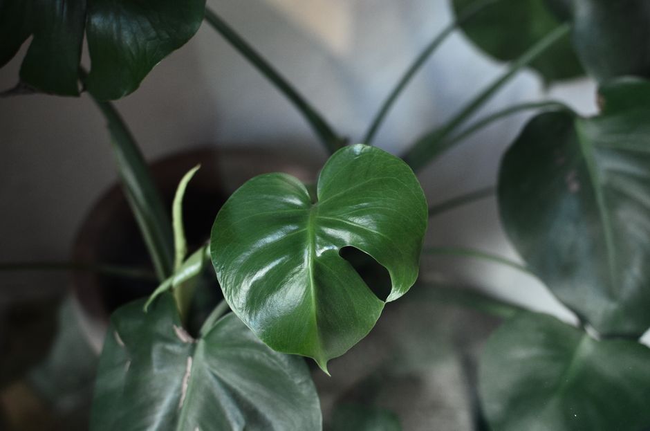 How to Propagate Monstera deliciosa from a Single Leaf Node Cutting Without Roots