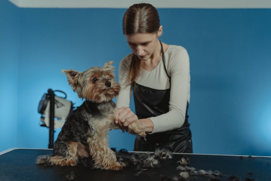 Why Some Dog Grooming Jobs Belong at the Groomer, Not the Kitchen Table