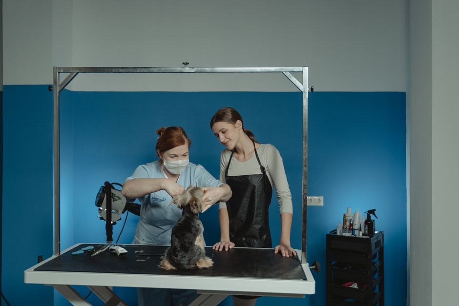 Grooming a Dog Who Dislikes Handling: When to Train, When to Change the Setup