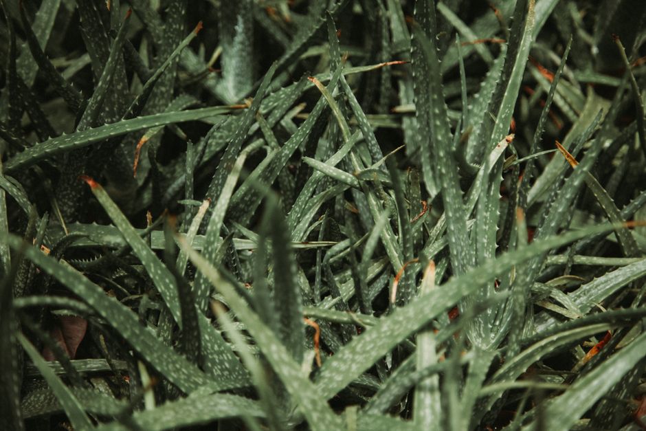 The Kid-Friendly Aloe Vera Starter Kit: Growing a Safe, Tough, and Fun Plant Together