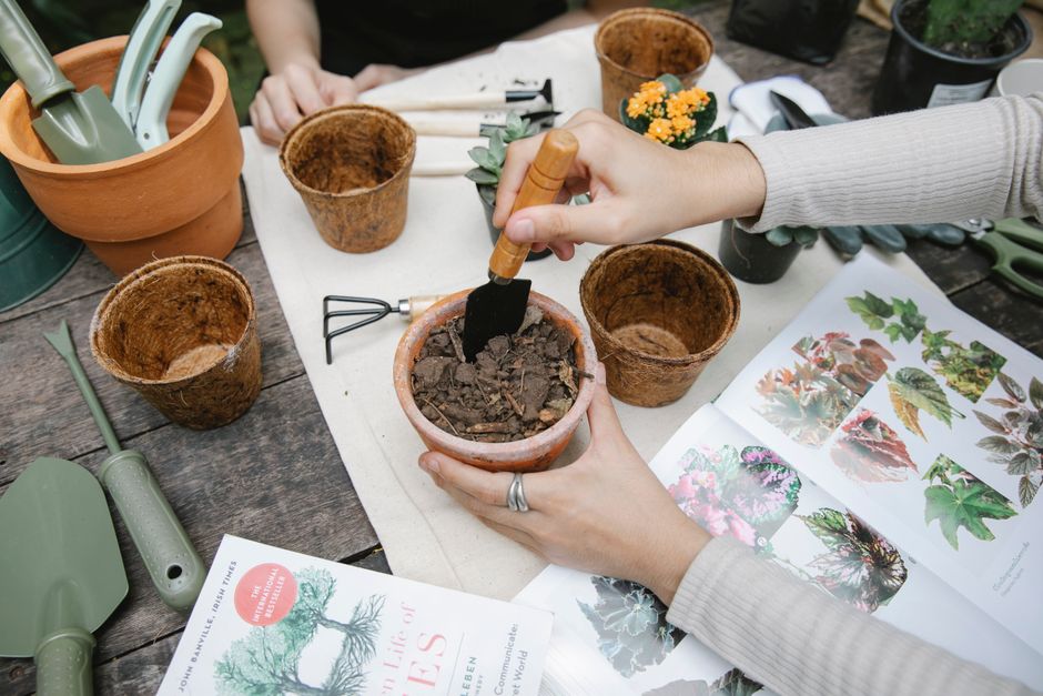 The Complete Succulent Care Guide: Watering, Soil, Light, and Troubleshooting