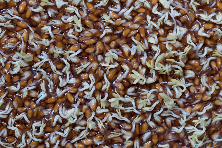 Why Seeds Rot Instead of Sprouting: Oxygen, Water, and the Germination Window