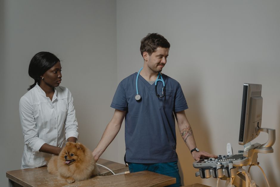 Quick and Easy Pet Health Checks You Can Do at Home