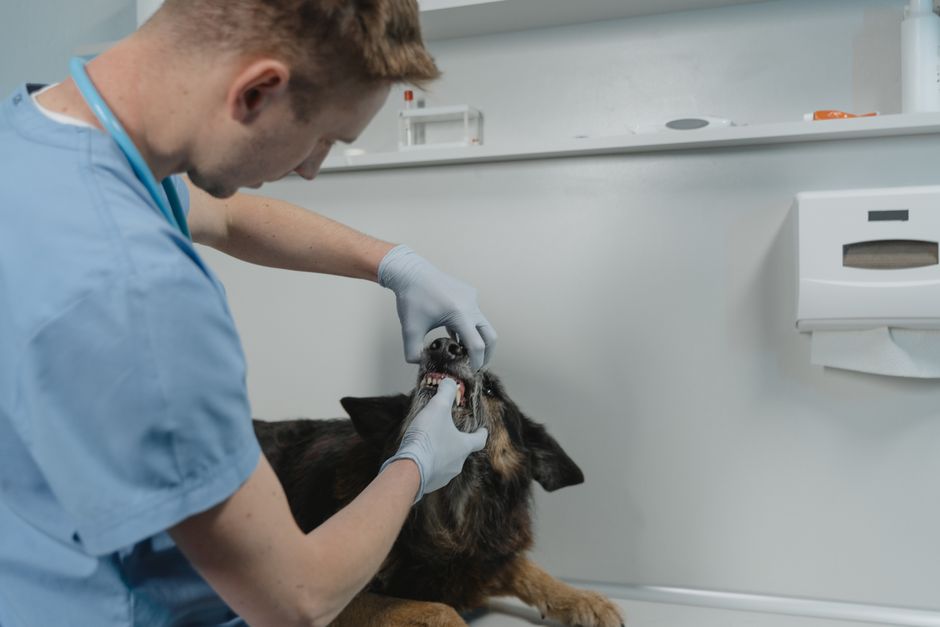 Choosing the Right Dental Care Routine for Your Pet