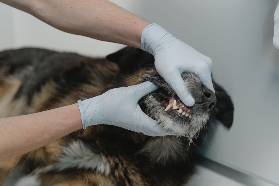 7 Silent Signs Your Pet Has Dental Pain (And What to Do About It)