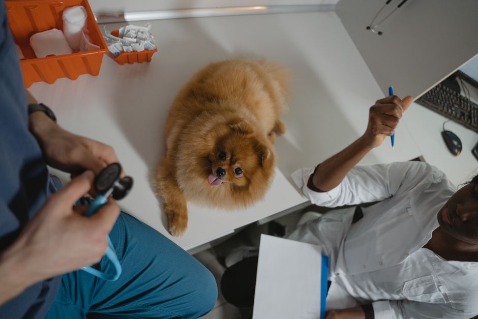 Prevent Pet Insurance Claims: A Complete Guide to Proactive Pet Care