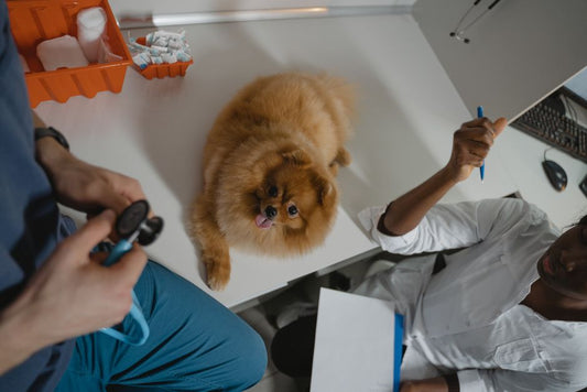 Prevent Pet Insurance Claims: A Complete Guide to Proactive Pet Care