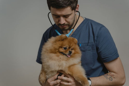 When a Pet Routine Breaks Down: Distinguishing Minor Upsets From Veterinary Emergencies