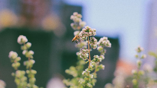 Why Your Pollinator Garden Underperforms: The Hidden Yield Problem