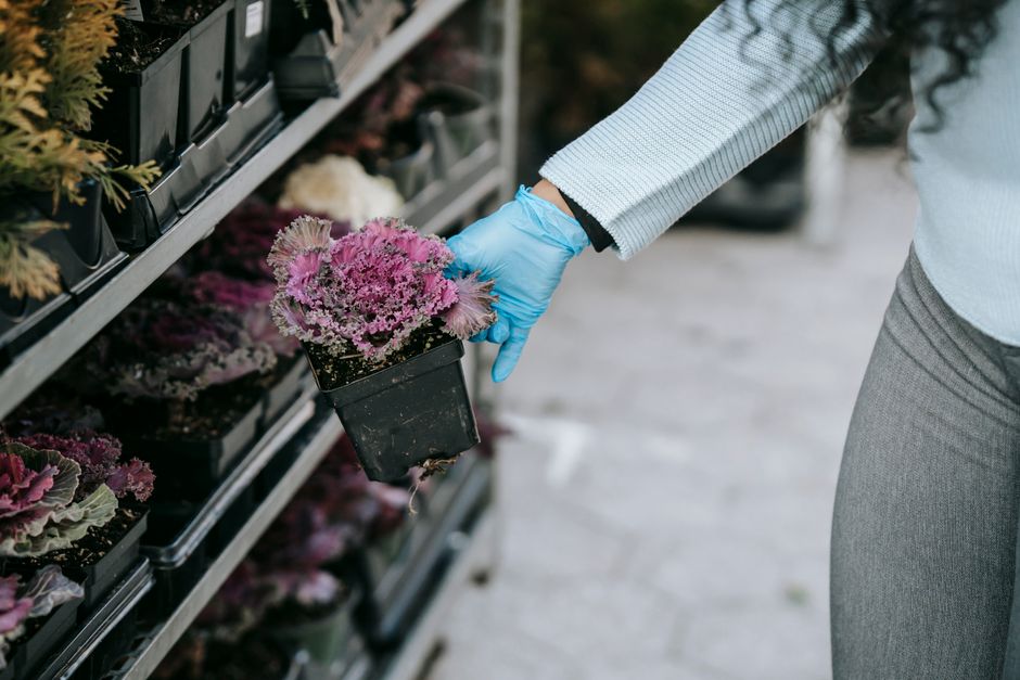 Native Plant Gardening Without the Shopping List: When Buying Less Beats Buying Green