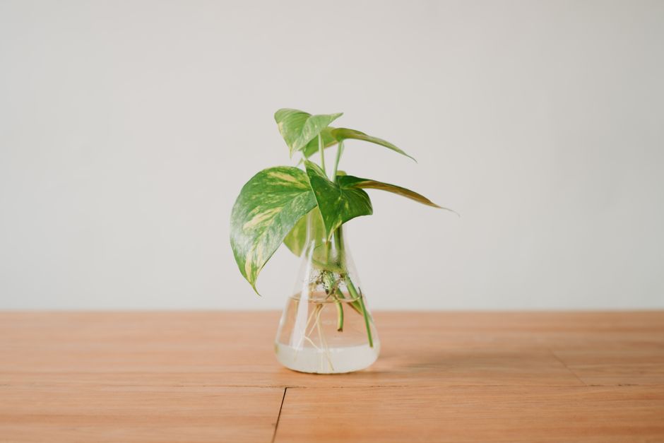 How to Rescue a Root-Bound Pothos Without Killing the Vine