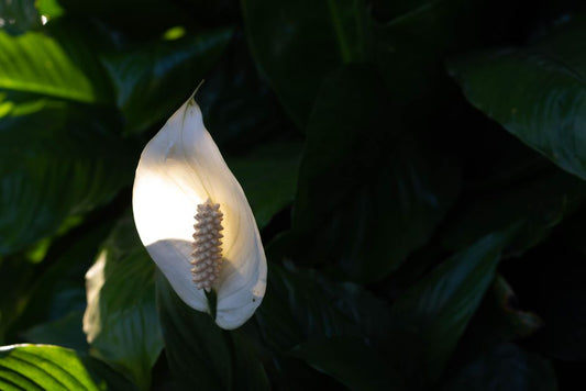 Why Are My Peace Lily Leaves Turning Brown Even Though I Water It Regularly?