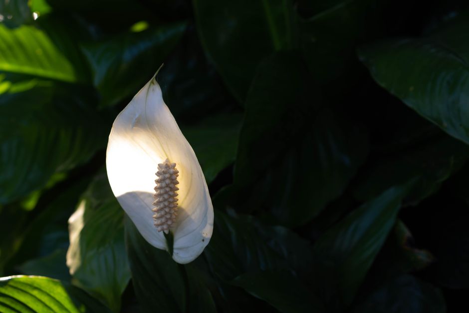 Why Are My Peace Lily Leaves Turning Brown and How to Fix It