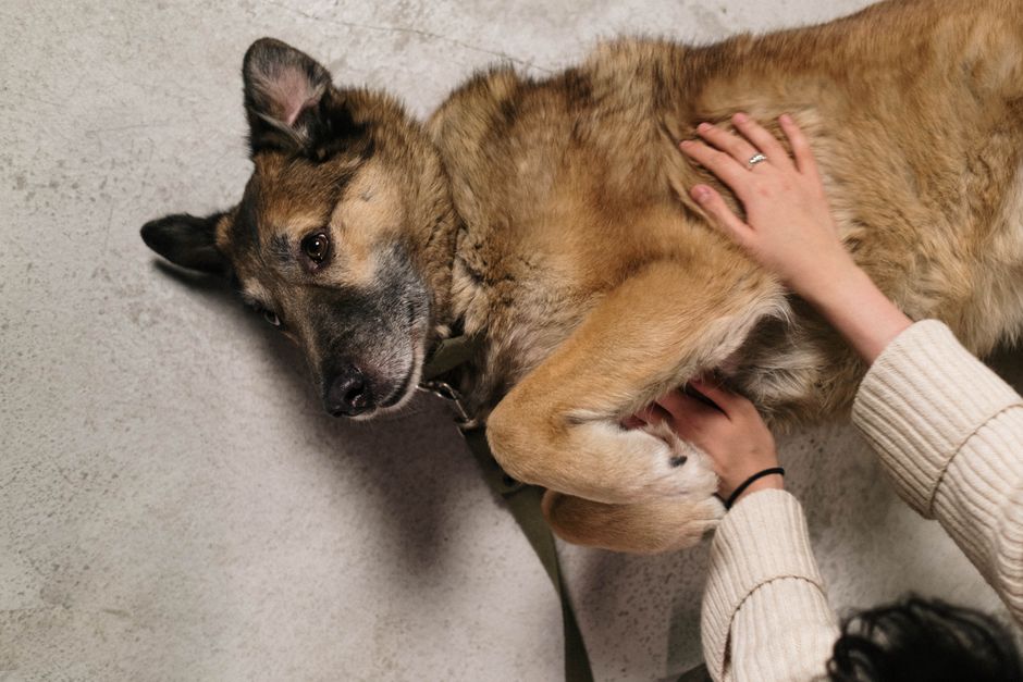How to Support an Anxious Pet with a Calm, Predictable Care Routine