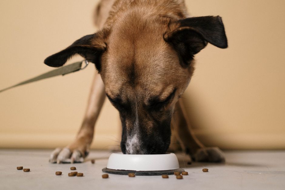 How to Stop Your Dog from Eating Rocks: Causes, Risks, and Training Tips