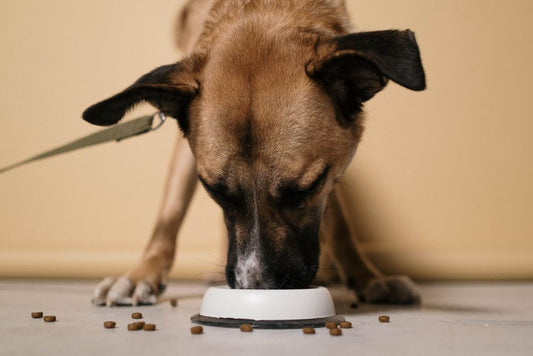 Puppy Feeding Behavior vs. Nutrition: Why Life Stage Changes the Equation