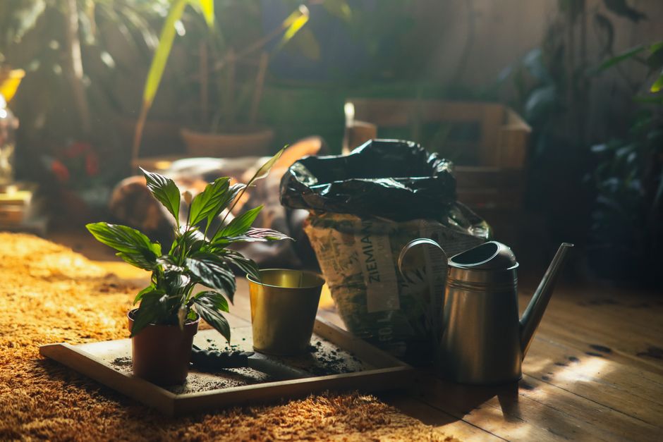 Why Potting Mix Changes Everything About When to Water