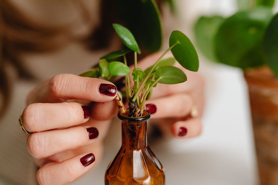How to Propagate Plants from Cuttings: A Step-by-Step Guide to Rooting Success