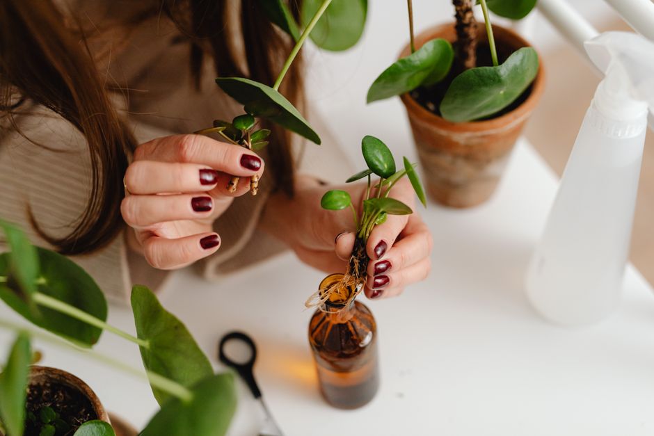 How to Propagate Houseplants in Water: Simple Steps for Rooting Cuttings and Transferring to Soil