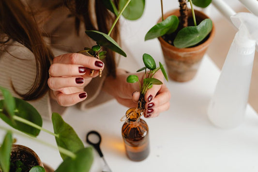 How to Propagate Houseplants in Water: Simple Steps for Rooting Cuttings and Transferring to Soil