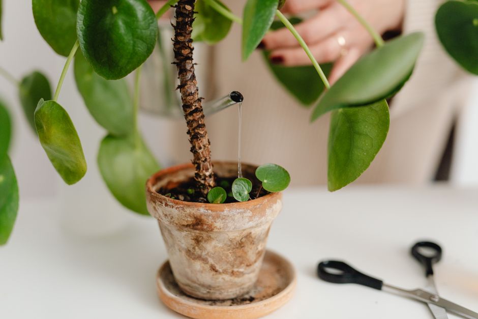 How to Save an Overwatered Indoor Plant: Step-by-Step Rescue Guide