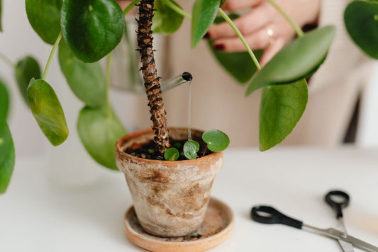 How to Save an Overwatered Indoor Plant: Step-by-Step Rescue Guide