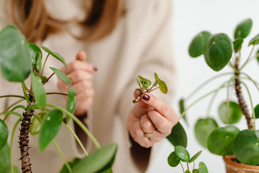 How to Propagate Indoor Plants Using Stem Cuttings: A Step-by-Step Guide