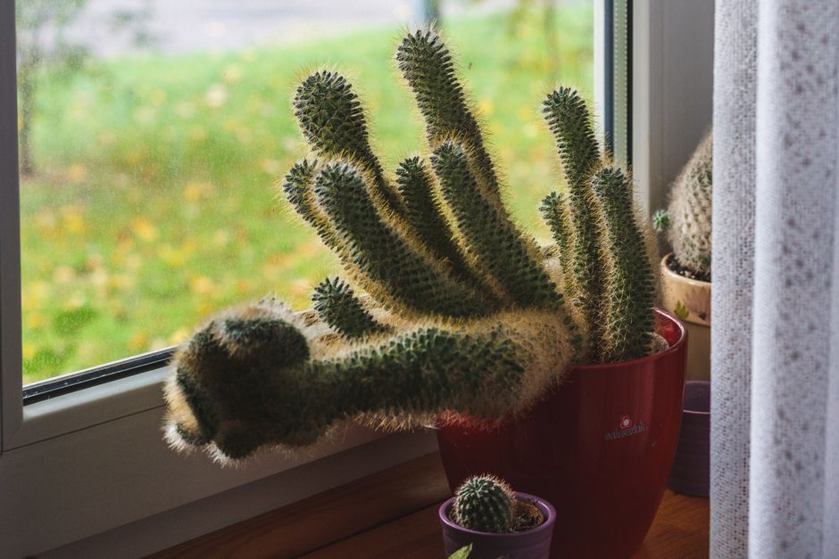 Cactus Care Without a Yard: Thriving Indoors and on Balconies