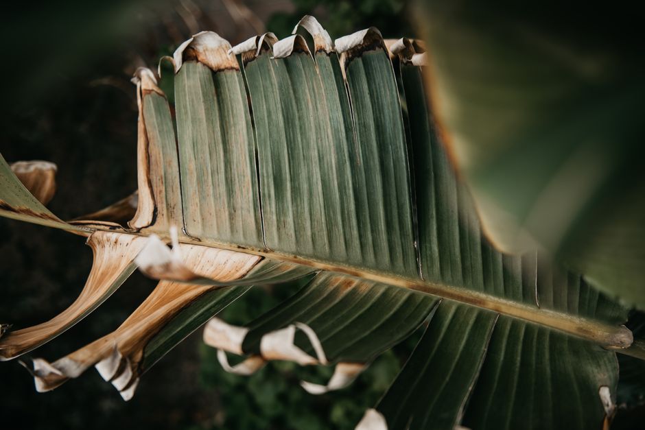 How to Revive a Dying Calathea with Brown Leaf Edges: A Complete Rescue Guide