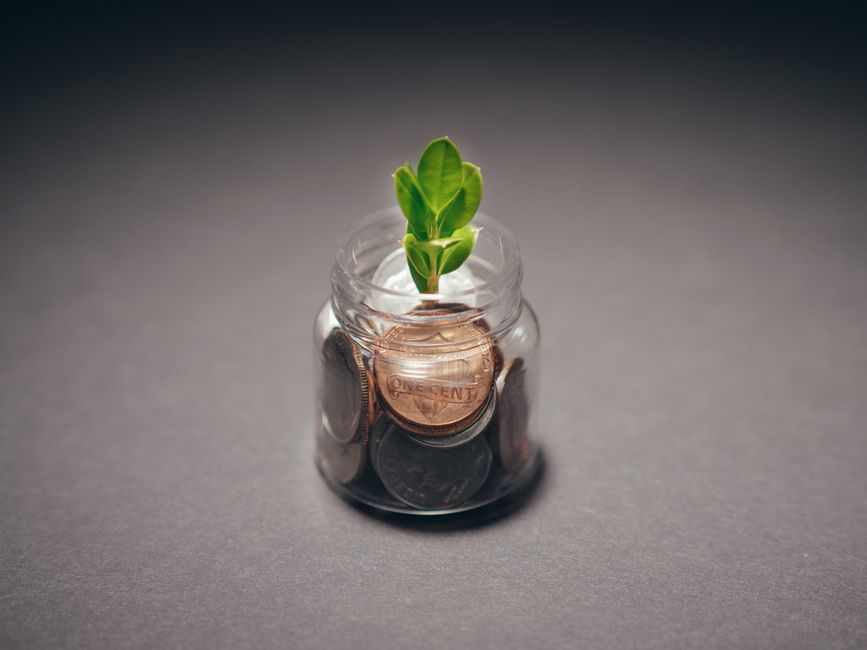 Natural Pest Control on a Budget: Save Money Without Toxic Chemicals