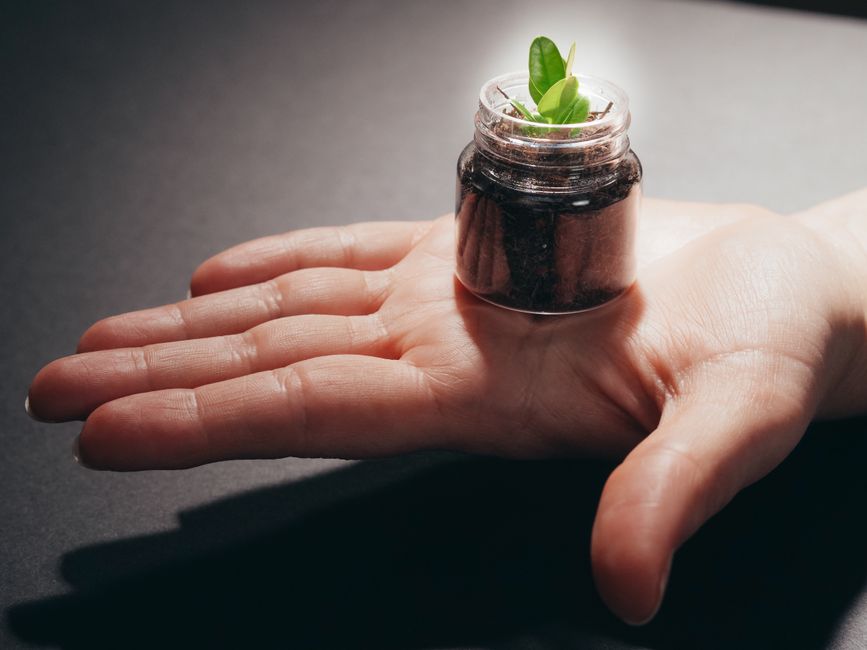 How to Prevent Leggy Seedlings: A Complete Guide to Strong, Compact Growth