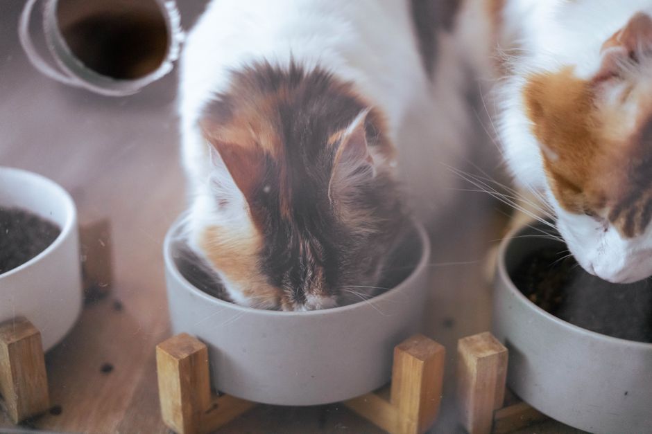 When Does Switching Pet Food Actually Lower a Household's Environmental Impact?