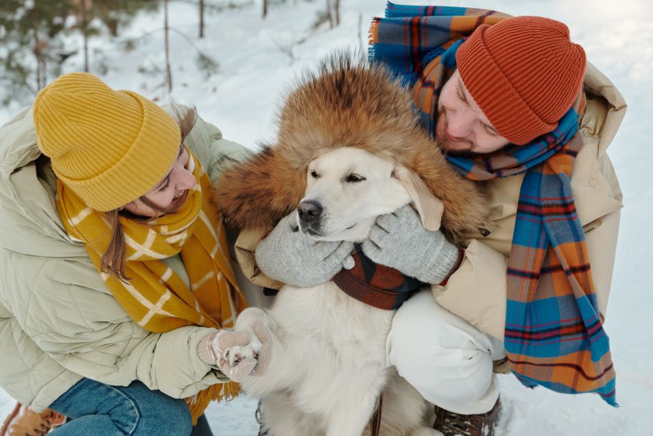 Step-by-Step Guide to Winter-Proofing Your Pet’s Routine: A Complete System for Seasonal Health and Comfort