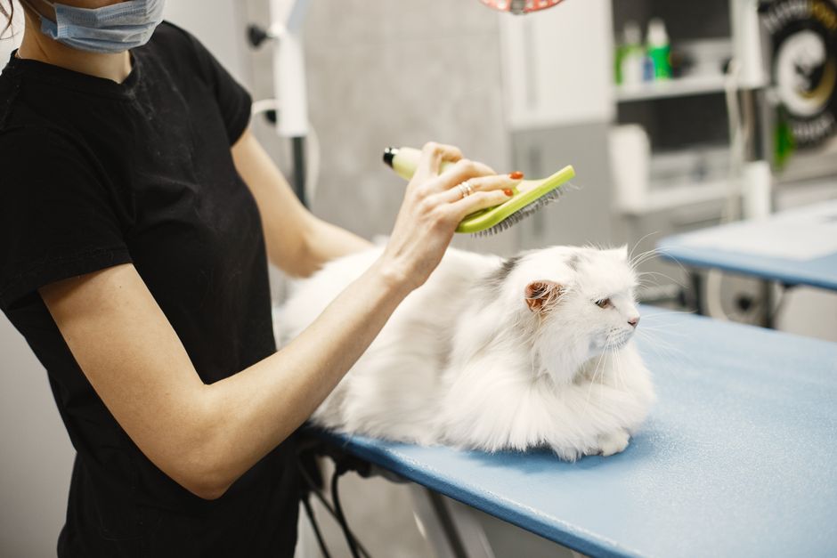 Why Pet Hair Keeps Coming Back: Maintenance Cleaning Versus Restorative Cleaning