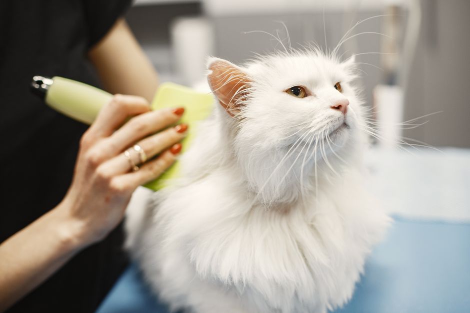 Quick and Easy Cat Grooming: Simple Habits for Low-Stress Coat Care